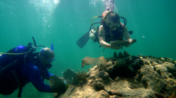 MSRI研究员和研究助理在珊瑚礁附近潜水并采集样本